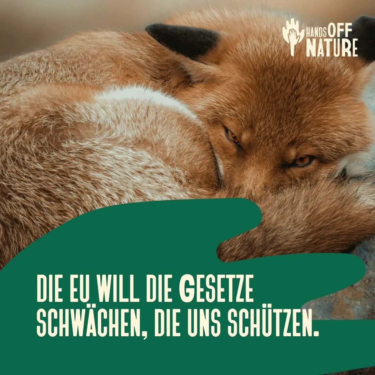 Beginn eines Carousels: Bild zeigt einen schlummernden, eingerollten Fuchs und das Logo der Hands Off Nature Kampagne. Aufschrift: "Die EU will die Gesetze schwächen, die uns schützen" 
